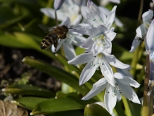 Biene vor Sternhyazinthe