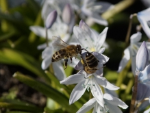 Bienengedrängel an Frühlingsblüte