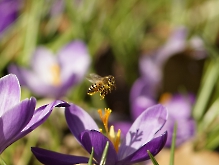 Fleißig im Frühling unterwegs