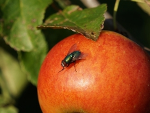 Fliege auf Apfel