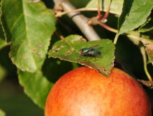 Fliege auf Apfelbaumblatt