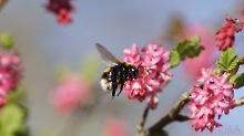 Hummel auf dem Weg zur Arbeit