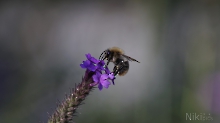 Nektar von den letzten Blüten