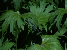 Blaue Libelle im grünen Urwald