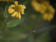 Schwebfliege im Flug vor gelber Blüte