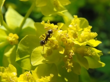 Ameise auf gelber Blüte 2