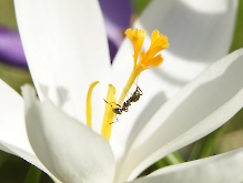Ameisen Pole Dance im Frühling
