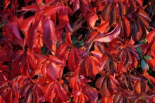 Wilder Wein in roter Herbstfarbe