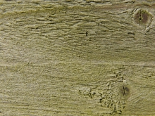 Holzbrett mit Astlöchern und leichten Moosansatz