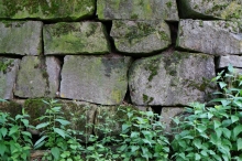 Trockensteinmauer mit Grünpflanzen