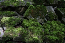Trockensteinmauer mit Moos