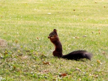 Eichhörnchen auf Herbstwiese