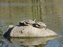 Drei Schildgröten auf Stein im See