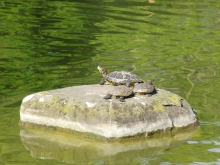 Rotwangenschildkröten beim Sonnen