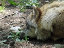 Wolf beim Ausruhen