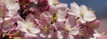 Biene-Kirschblüten 851x351