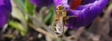 Biene an lila Krokus 851x315