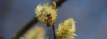 Biene an Weidekätzchenblüte 851x315