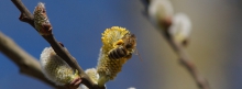 Biene an Weidenkätzechen 851x315