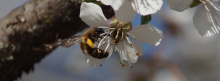 Biene an weisser Kirschblüte 851x315