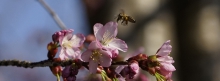 Biene im flug zur Kirschblüte 851x315