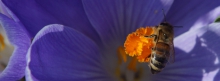 Biene im lila Krokus 851x315