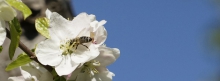Biene in Apfelblüte 851x351