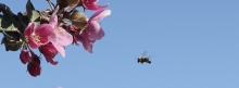 Biene unterwegs 851x315