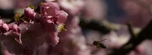 Biene zur Kirschblüte 851x315