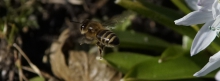 Bienenflug im Vorfrühling 851x315