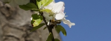 Bienenflug zum Obstbaum 851x315