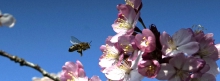 Bienenflug zur rosa Kirschblüte 851x315
