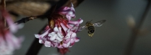 Bienenflug zur Schneeballblüte 851x315