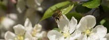 Bienenflug zur weißen Blüte 851x315