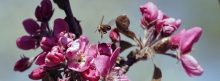 Bienenflug zwischen rosa Blüten 851x315