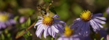 Herbstastern mit Biene 1 851x315