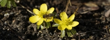 Kleine Biene auf Winterlinge 851x315