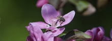 Rosa Blüte mit Biene 851x315