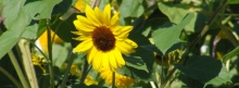 Kleine Sonnenblume 851x315