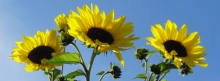 Sonnenblumen-vor-blauen-Himmel 851x315