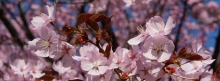 Kirschblüten rosa 851x315