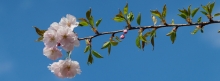 Kirschblüten vor blauen Himmel Banner 851x315