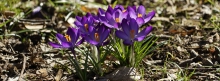 Kleine lila Frühlingsboten 851x315