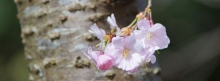 Kleiner-Kirschblütenzweig