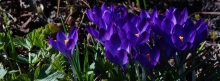 Krokusgruppe violett-blau 851x315