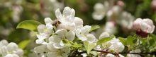 Pollenparadies Apfelblüten 851x315