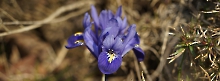 Schönheit  Zwerg-Iris-851-315