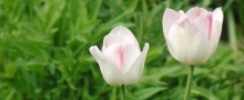 Tulpenpaar-Banner