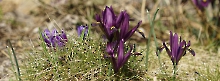 Violette Frühlingsgrüße 851x315