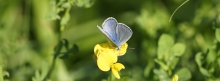 Facebook Titelbilder Schmetterlinge 851x315